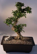 Fukien Tea Bonsai Tree <br><i>(ehretia microphylla)</i>