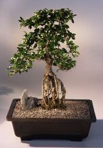 Fukien Tea Bonsai Tree <br><i>(ehretia microphylla)</i>