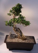 Fukien Tea Bonsai Tree <br><i>(ehretia microphylla)</i>