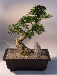 Fukien Tea Bonsai Tree <br><i>(ehretia microphylla)</i>