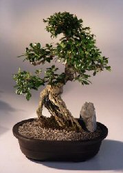 Fukien Tea Bonsai Tree <br><i>(ehretia microphylla)</i>