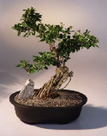 Fukien Tea Bonsai Tree <br><i>(ehretia microphylla)</i>