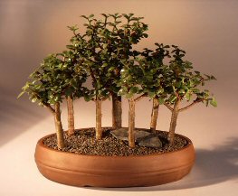 Baby Jade  Bonsai Tree<br><i>(portulacaria afra)</i>