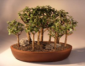 Baby Jade  Bonsai Tree<br><i>(portulacaria afra)</i>