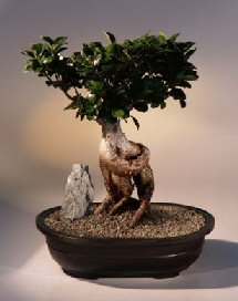 Ginseng Ficus Bonsai Tree<br><i>(ficus retusa)</i>