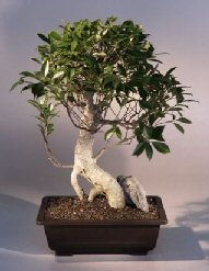 Ficus Retusa Bonsai Tree<br><i>