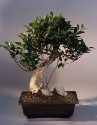 Ficus Retusa Bonsai Tree<br><i>