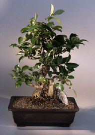 Ficus Retusa Bonsai Tree<br><i>