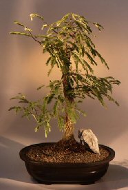 Tamarind Bonsai Tree<br><i>(tamarindus indica)</i>