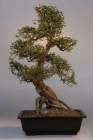 Chinese Elm Bonsai Tree<br><i>(ulmus parvifolia)</i>