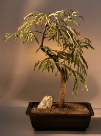 Tamarind Bonsai Tree<br><i>(tamarindus indica)</i>