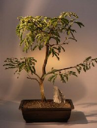 Tamarind Bonsai Tree<br><i>(tamarindus indica)</i>