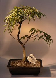 Tamarind  Bonsai Tree<br><i>(tamarindus indica)</i>