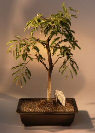 Tamarind  Bonsai Tree<br><i>(tamarindus indica)</i>