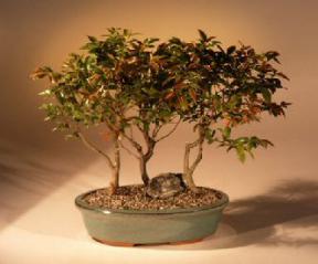 Jaboticaba Bonsai Tree<br><i>(eugenia cauliflora)</i>