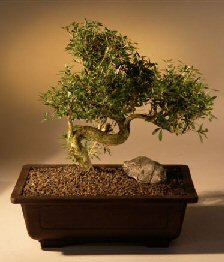 Chinese Flowering White  Serissa - Bonsai Tree of a Thousand Stars<br><i>(serissa japonica)</i>