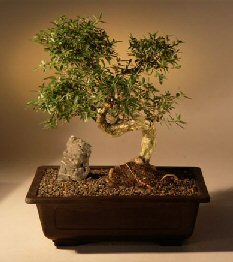 Chinese Flowering White Serissa - Bonsai Tree of a Thousand Stars - (serissa japonica)