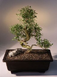 Chinese Flowering White Serissa - Bonsai Tree of a Thousand Stars - (serissa japonica)