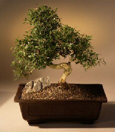 Chinese Flowering White Serissa - Bonsai Tree of a Thousand Stars - (serissa japonica)