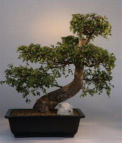 Chinese Elm Bonsai Tree<br><i>(ulmus parvifolia)</i>