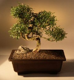 Chinese Flowering White Serissa - Bonsai Tree of a Thousand Stars - (serissa japonica)