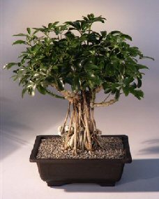 Hawaiian Umbrella Bonsai Tree<br>Banyan Style/Root Over Rock<br>(arboricola schfflera)</i>