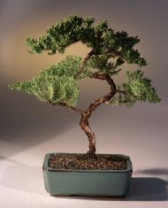 Juniper Karate Kid Bonsai Tree<br><i>(juniper procumbens 