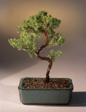 Juniper Karate Kid Bonsai Tree<br><i>(juniper procumbens 