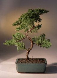 Juniper Karate Kid Bonsai Tree<br><i>(juniper procumbens 