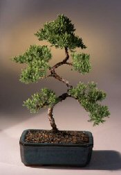 Juniper Karate Kid Bonsai Tree<br><i>(juniper procumbens 