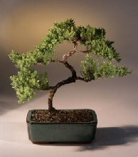 Juniper Karate Kid Bonsai Tree<br><i>(juniper procumbens 