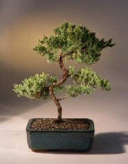 Juniper Karate Kid Bonsai Tree<br><i>(juniper procumbens 