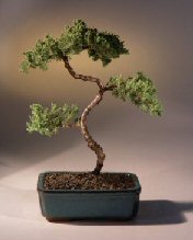 Juniper Karate Kid Bonsai Tree<br><i>(juniper procumbens 