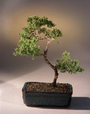 Juniper Karate Kid Bonsai Tree<br><i>(juniper procumbens 