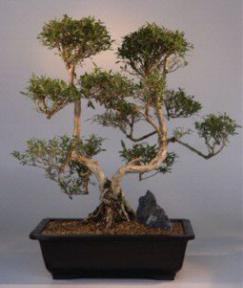 Flowering White Serissa Bonsai Tree<br>Bonsai Tree of a Thousand Stars<br><i>(serissa japonica)</i>