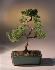 Juniper Karate Kid Bonsai Tree<br><i>(juniper procumbens 