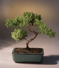 Juniper Karate Kid Bonsai Tree<br><i>(juniper procumbens 