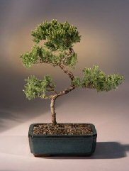 Juniper Karate Kid Bonsai Tree<br><i>(juniper procumbens 