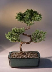 Juniper Karate Kid Bonsai Tree<br><i>(juniper procumbens 