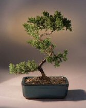 Juniper Karate Kid Bonsai Tree<br><i>(juniper procumbens 