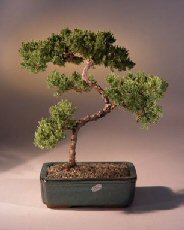 Juniper Karate Kid Bonsai Tree<br><i>(juniper procumbens 