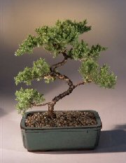 Juniper Karate Kid Bonsai Tree<br><i>(juniper procumbens 