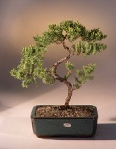 Juniper Karate Kid Bonsai Tree<br><i>(juniper procumbens 