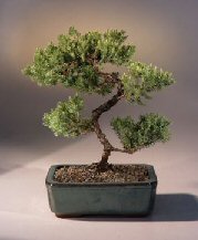 Juniper Karate Kid Bonsai Tree<br><i>(juniper procumbens 