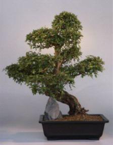 Chinese Elm Bonsai Tree<br><i>(ulmus parvifolia)</i>