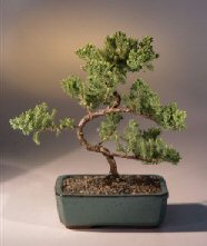 Juniper Karate Kid Bonsai Tree<br><i>(juniper procumbens 