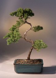 Juniper Karate Kid Bonsai Tree<br><i>(juniper procumbens 