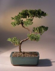 Juniper Karate Kid Bonsai Tree<br><i>(juniper procumbens 