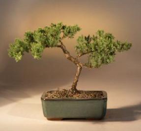 Juniper Karate Kid Bonsai Tree<br><i>(juniper procumbens 