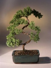 Juniper Karate Kid Bonsai Tree<br><i>(juniper procumbens 